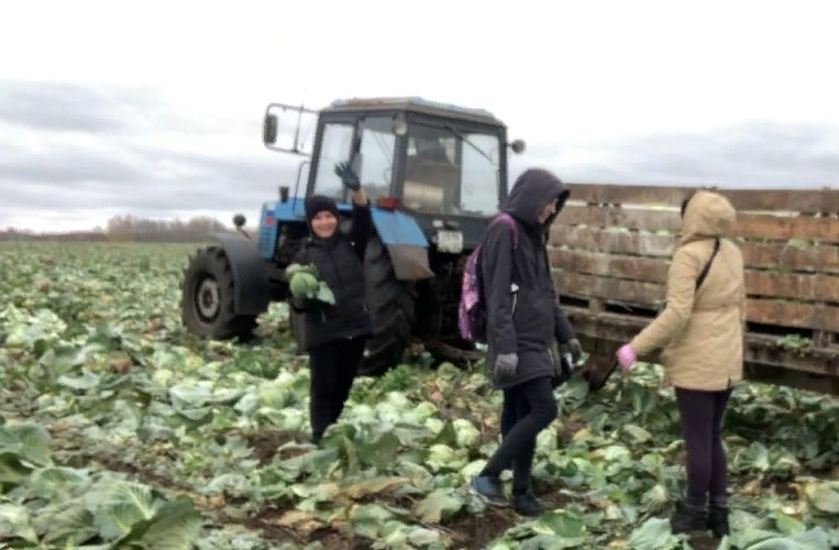 1сбор урожая капусты2022.jpeg